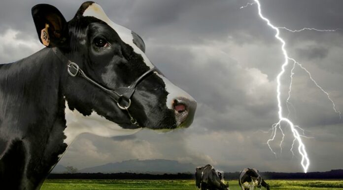 Un rayo mató a nueve vacas durante una tormenta eléctrica en La Unión, situación que deja una interrogante: ¿cómo proteger al ganado?