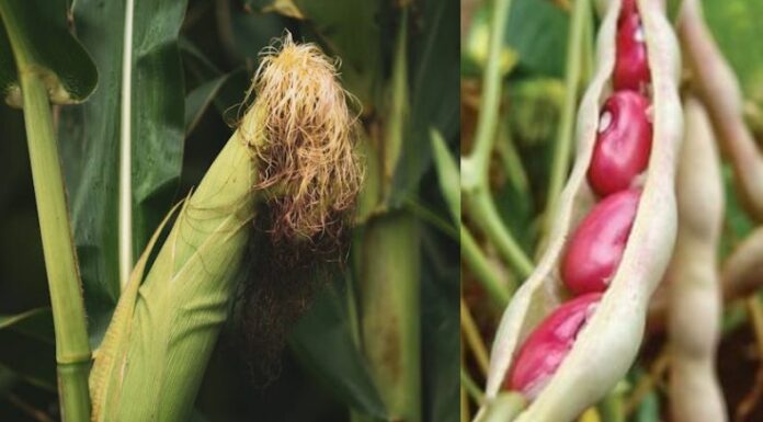 Los diputados de la Comisión de Hacienda de la Asamblea Legislativa avalaron un dictamen favorable que permitirá destinar $6 millones al Centro de Desarrollo de Comercio Agropecuario.