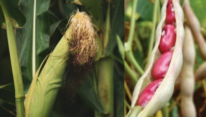 Avalan financiamiento para aumentar producción de maíz y frijol Los diputados de la Comisión de Hacienda de la Asamblea Legislativa avalaron un dictamen favorable que permitirá destinar $6 millones al Centro de Desarrollo de Comercio Agropecuario.