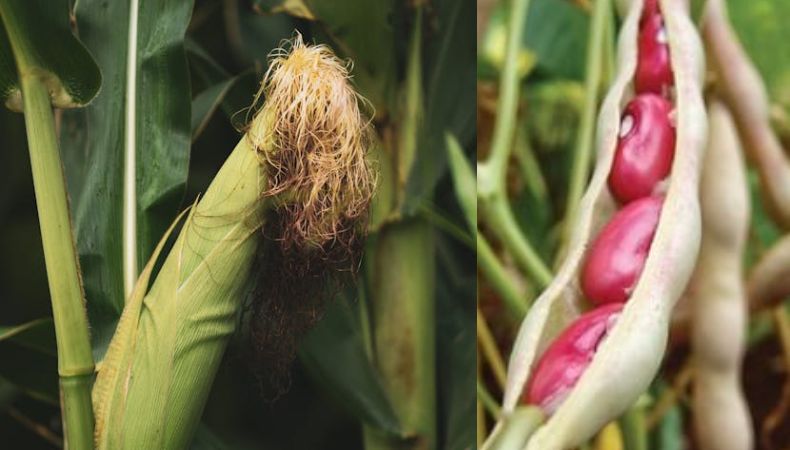 Avalan financiamiento para aumentar producción de maíz y frijol Los diputados de la Comisión de Hacienda de la Asamblea Legislativa avalaron un dictamen favorable que permitirá destinar $6 millones al Centro de Desarrollo de Comercio Agropecuario.