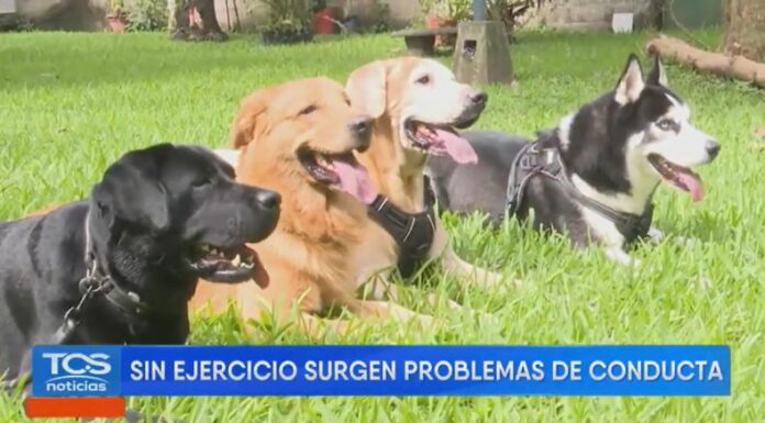 No contar con suficiente actividad física y descanso adecuado puede generar problemas de conducta en los perros, advierten expertos.