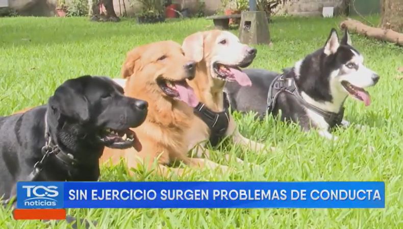 No contar con suficiente actividad física y descanso adecuado puede generar problemas de conducta en los perros, advierten expertos.