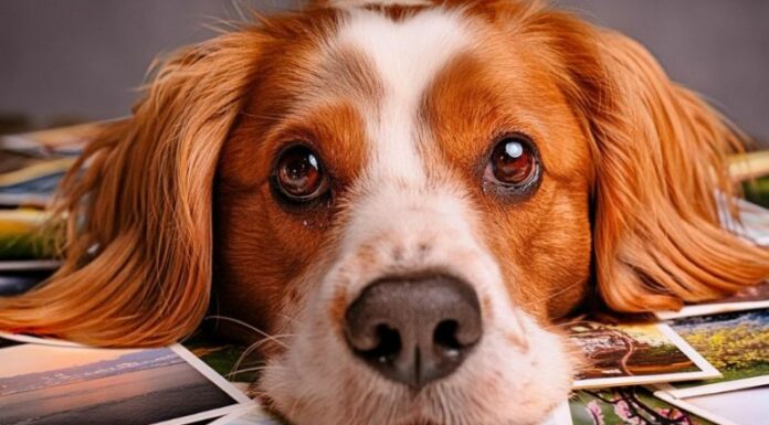 ¿Sabía que los perros pueden reconocer personas, lugares o aromas incluso después de muchos años?