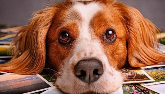 Recuerdos que no se borran así funciona la memoria de los perros ¿Sabía que los perros pueden reconocer personas, lugares o aromas incluso después de muchos años?