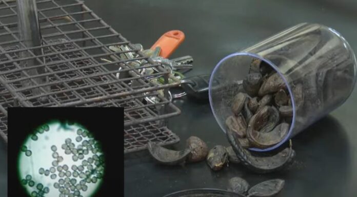 El Aspergillus uessalvadorensis, es el nombre científico del hongo que fue descubierto en las semillas de Nacascol. Es único en el planeta por su capacidad de producir un pigmento natural negro.