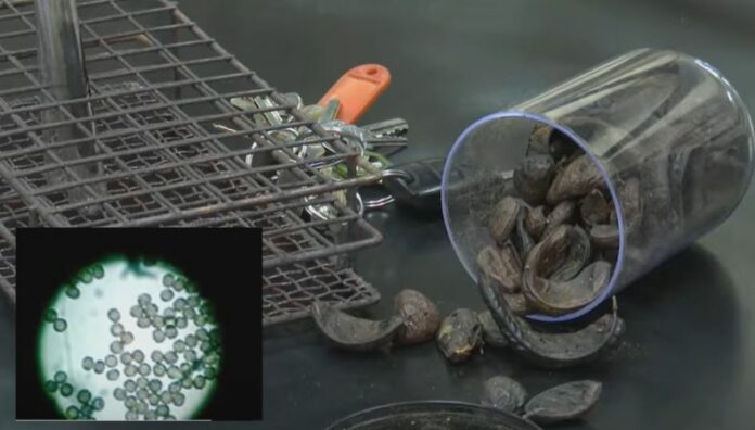 Investigador salvadoreño descubre nueva especie de hongo El Aspergillus uessalvadorensis, es el nombre científico del hongo que fue descubierto en las semillas de Nacascol. Es único en el planeta por su capacidad de producir un pigmento natural negro.