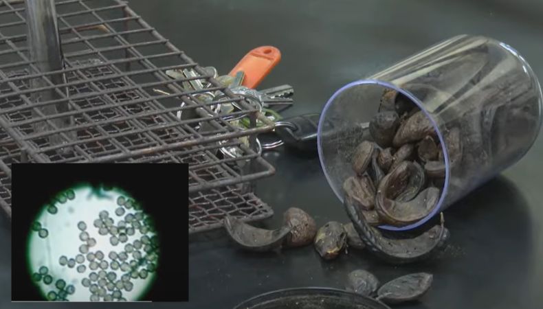 El Aspergillus uessalvadorensis, es el nombre científico del hongo que fue descubierto en las semillas de Nacascol. Es único en el planeta por su capacidad de producir un pigmento natural negro.