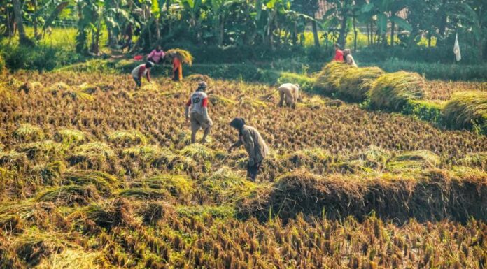 El Banco Mundial advierte que la degradación ambiental frena la economía y señala que restaurarla podría ayudar al desarrollo de los países.