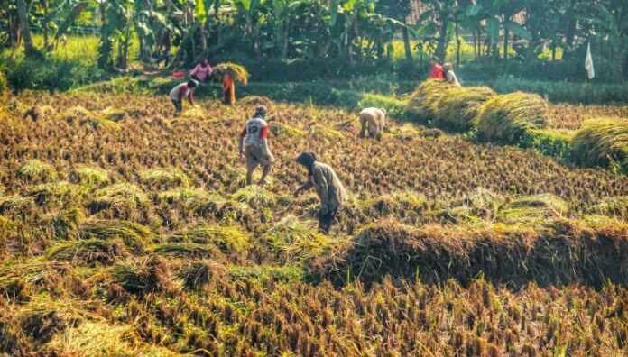Banco Mundial: restaurar la naturaleza es clave para la economía El Banco Mundial advierte que la degradación ambiental frena la economía y señala que restaurarla podría ayudar al desarrollo de los países.