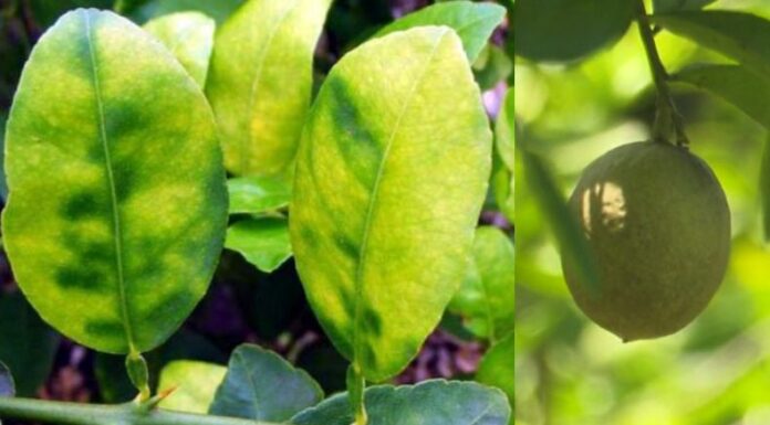 El “dragón amarillo” es una enfermedad mortal que afecta a los cítricos y es transmitida por el insecto Diaphorina citri, que causa manchas amarillas en las hojas, frutos deformes y la muerte del árbol.