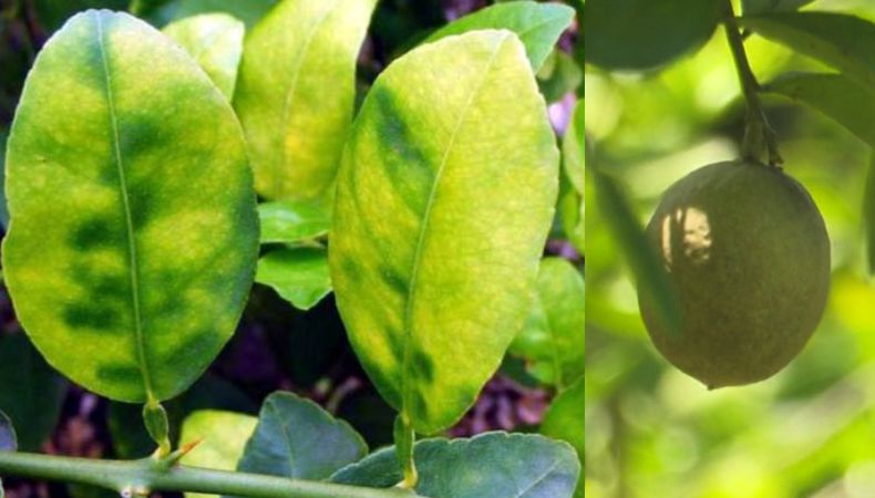 El “dragón amarillo” es una enfermedad mortal que afecta a los cítricos y es transmitida por el insecto Diaphorina citri, que causa manchas amarillas en las hojas, frutos deformes y la muerte del árbol.