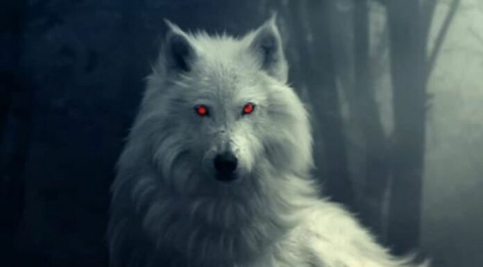 Un inquietante video grabado en el Cementerio “Los Ilustres” muestra una silueta extraña que varios relacionan con el Cadejo blanco.