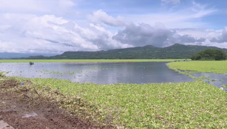 El control de la ninfa acuática en el lago Suchitlán representa un desafío ambiental, social y económico para familias que dependen de él.