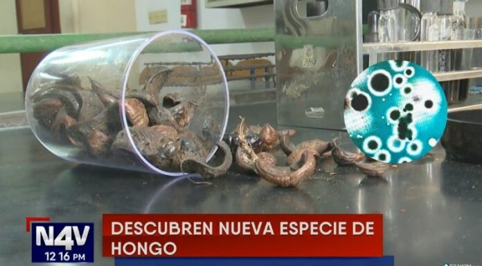 El microbiólogo salvadoreño Antonio Vázquez identificó un hongo nuevo para la ciencia capaz de producir pigmentos naturales innovadores.