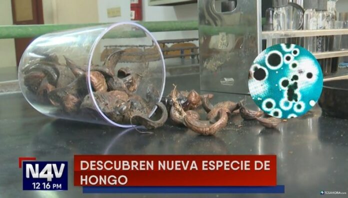 Descubren en El Salvador un hongo con potencial biotecnológico El microbiólogo salvadoreño Antonio Vázquez identificó un hongo nuevo para la ciencia capaz de producir pigmentos naturales innovadores.