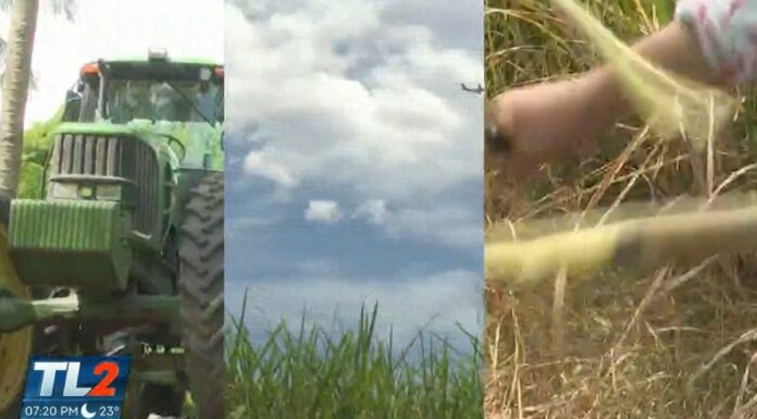 La caña de azúcar es clave para la economía salvadoreña pero el exceso de lluvias representa un riesgo que puede afectar su producción.