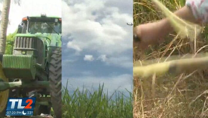 Productores advierten que exceso de lluvias pone en riesgo los cultivos de caña de azúcar La caña de azúcar es clave para la economía salvadoreña pero el exceso de lluvias representa un riesgo que puede afectar su producción.