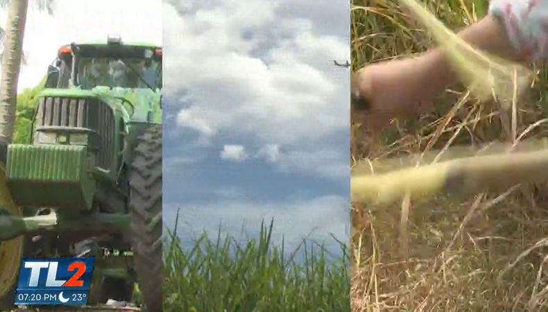 La caña de azúcar es clave para la economía salvadoreña pero el exceso de lluvias representa un riesgo que puede afectar su producción.