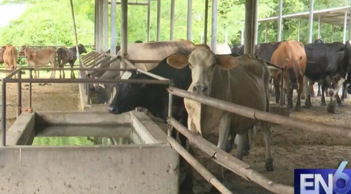 El MAG aseguró que, con esta tendencia, El Salvador se mantendría entre los países con menor incidencia de gusano barrenador en la región.