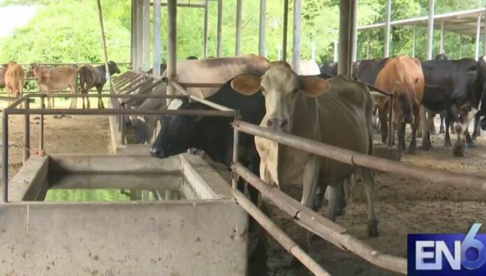 Casos recientes de gusano barrenador ya fueron controlados El MAG aseguró que, con esta tendencia, El Salvador se mantendría entre los países con menor incidencia de gusano barrenador en la región.