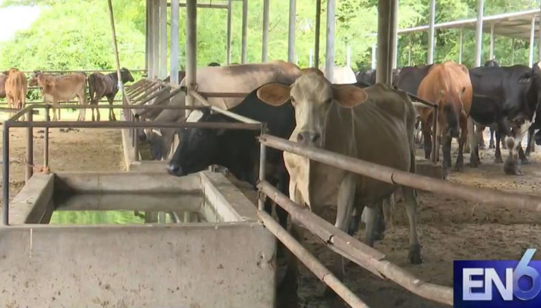 El MAG aseguró que, con esta tendencia, El Salvador se mantendría entre los países con menor incidencia de gusano barrenador en la región.