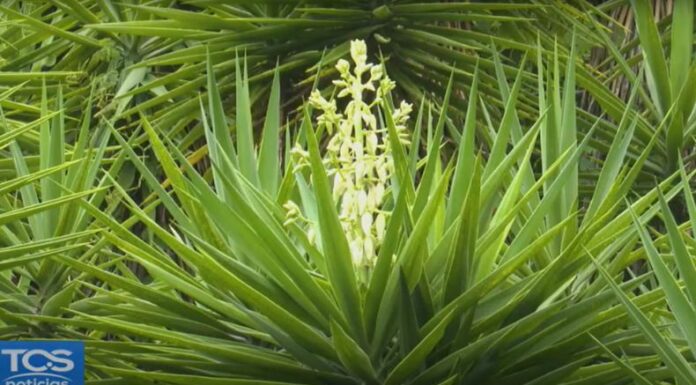 La flor de izote representa a toda una nación que encuentra en ella un símbolo de identidad, unidad y orgullo patrio.