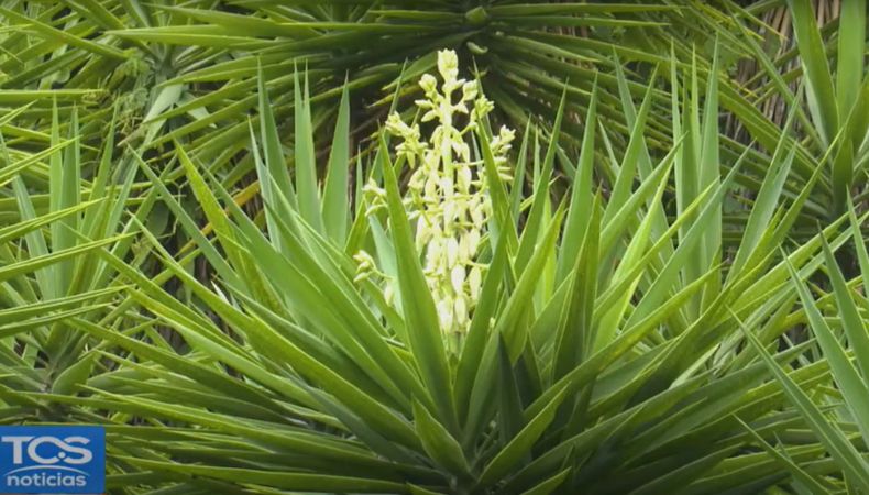 La flor de izote representa a toda una nación que encuentra en ella un símbolo de identidad, unidad y orgullo patrio.