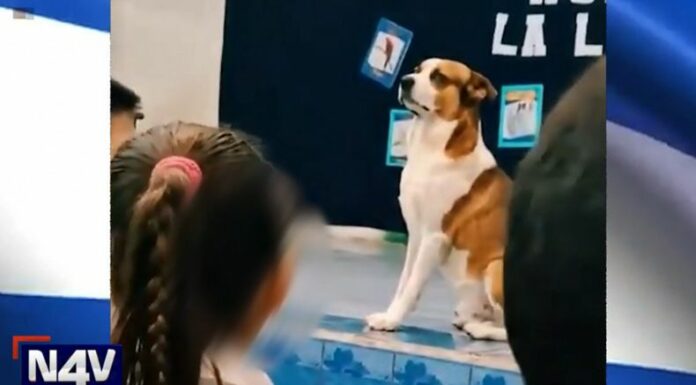 Bartolo es un perrito que se robó el corazón de varios estudiantes en Juayúa con su respeto al Himno Nacional.