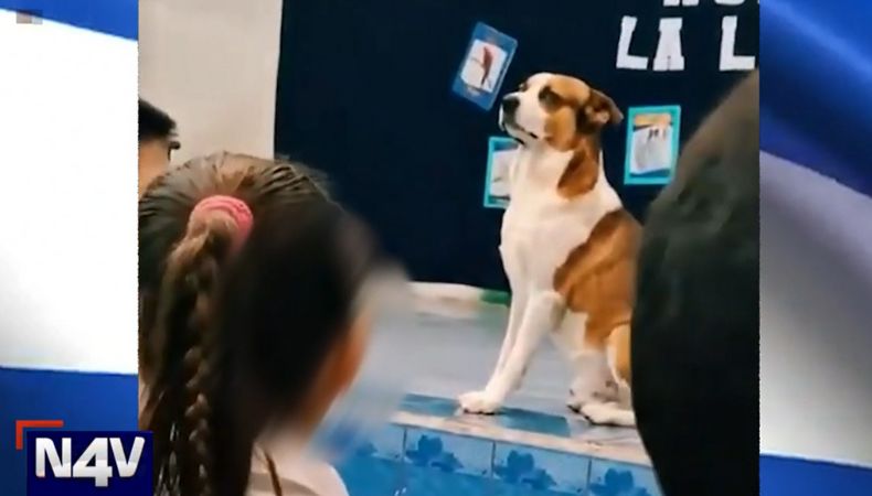 Bartolo es un perrito que se robó el corazón de varios estudiantes en Juayúa con su respeto al Himno Nacional.