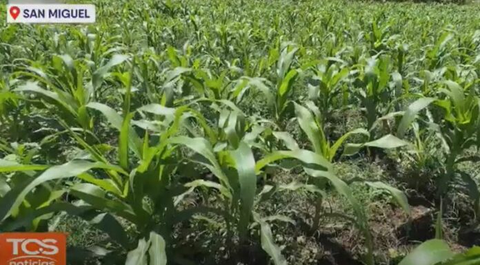 La agricultura sostenible se consolida como una herramienta clave frente al cambio climático en El Salvador.