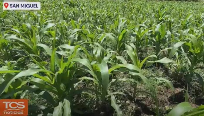 Agricultura sostenible una respuesta al cambio climático en el país La agricultura sostenible se consolida como una herramienta clave frente al cambio climático en El Salvador.