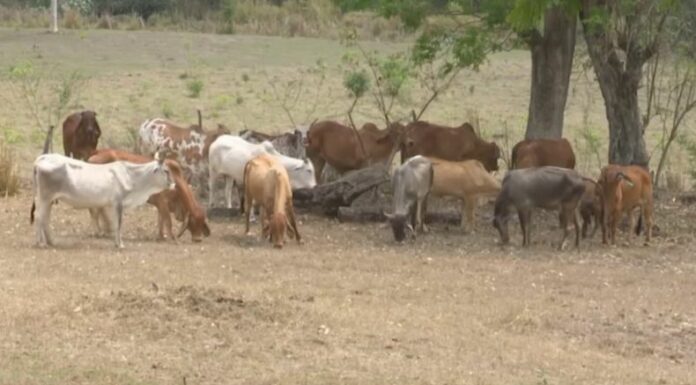 El Salvador representa en la actualidad un 3.6% de casos de gusano barrenador en la región centroamericana.