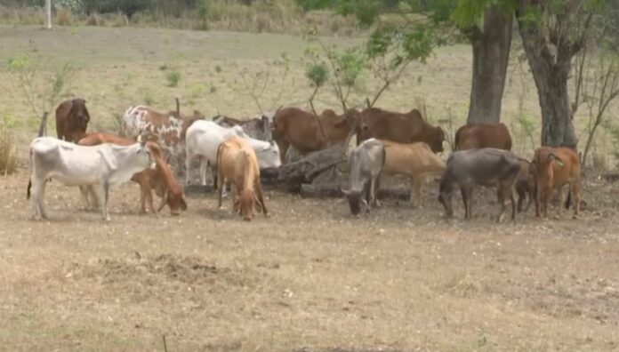 MAG presenta medicamento contra el gusano barrenador El Salvador representa en la actualidad un 3.6% de casos de gusano barrenador en la región centroamericana.