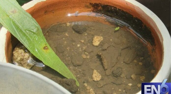 El objetivo de estas medidas es reducir al máximo los criaderos de zancudos y evitar el incremento de casos de dengue.