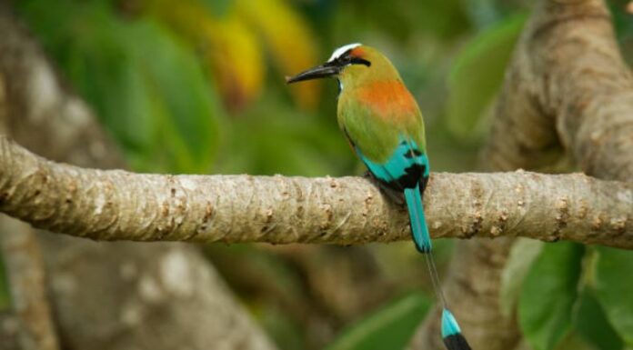 El canto del torogoz, Ave Nacional de El Salvador, resuena en los refugios donde especialistas trabajan en su recuperación.