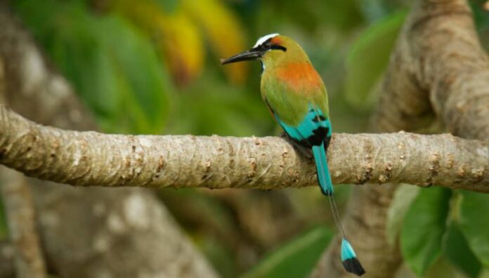 El torogoz, un símbolo de identidad y orgullo nacional El canto del torogoz, Ave Nacional de El Salvador, resuena en los refugios donde especialistas trabajan en su recuperación.