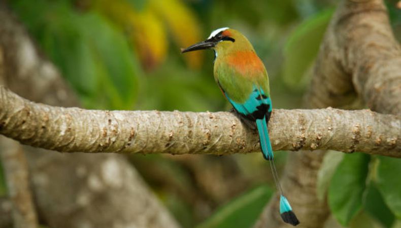 El canto del torogoz, Ave Nacional de El Salvador, resuena en los refugios donde especialistas trabajan en su recuperación.