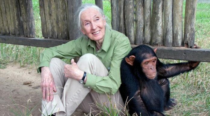 Jane Goodall falleció este miércoles debido a causas naturales mientras estaba en California en una gira de charlas por Estados Unidos.
