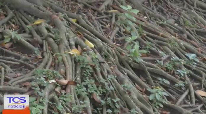 Las raíces de los árboles que crecen cerca de las viviendas pueden representar una amenaza para las estructuras, sobre todo en época de lluvias.