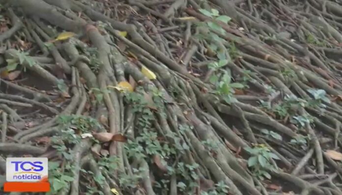 Las raíces de los árboles que crecen cerca de las viviendas pueden representar una amenaza para las estructuras, sobre todo en época de lluvias.