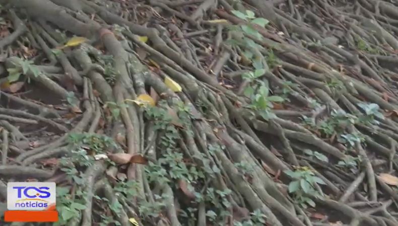 Las raíces de los árboles que crecen cerca de las viviendas pueden representar una amenaza para las estructuras, sobre todo en época de lluvias.