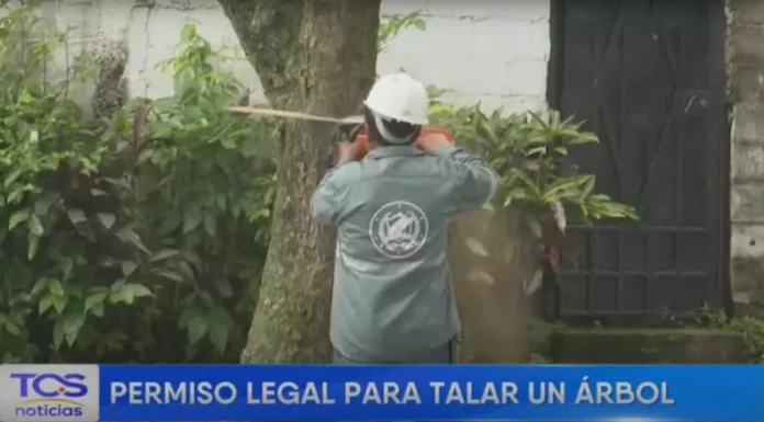 La comuna capitalina exige permisos y tarifas diferenciadas para talar, con el fin de proteger el arbolado urbano y promover la reforestación.