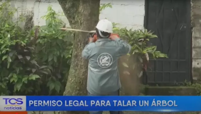 ¿Planea talar un árbol en San Salvador? Esto es lo que debe tener en cuenta La comuna capitalina exige permisos y tarifas diferenciadas para talar, con el fin de proteger el arbolado urbano y promover la reforestación.