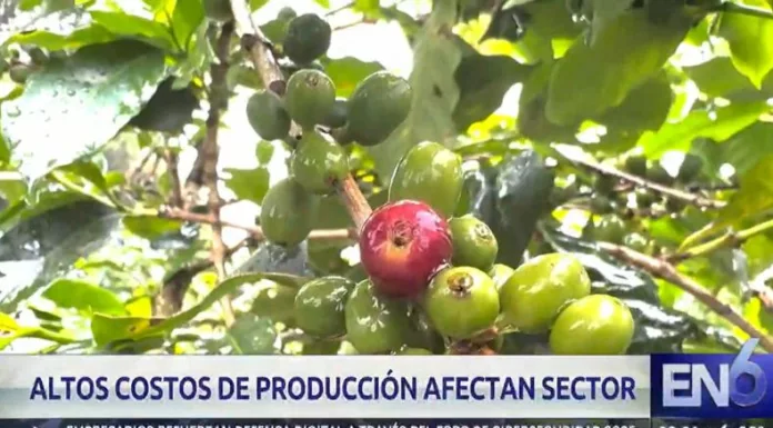 El ciclo 2024-2025 cerró con una caída de la producción cafetalera, aunque el sector prevé una leve recuperación.