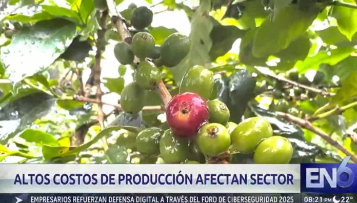 Producción cafetalera registra una de las cifras más bajas de la última década El ciclo 2024-2025 cerró con una caída de la producción cafetalera, aunque el sector prevé una leve recuperación.