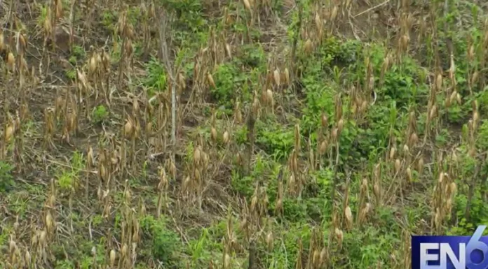 Si las condiciones climáticas se mantienen estables, la próxima cosecha de frijol podría llegar en noviembre.
