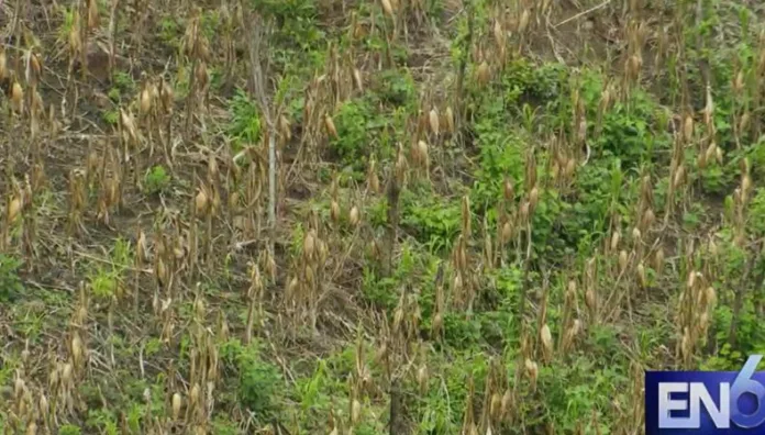 Agricultores se preparan para la cosecha de frijol de fin de año Si las condiciones climáticas se mantienen estables, la próxima cosecha de frijol podría llegar en noviembre.
