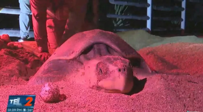 Cada temporada, la arena de las costas salvadoreñas se convierte en testigo del ciclo de vida de las tortugas marinas.