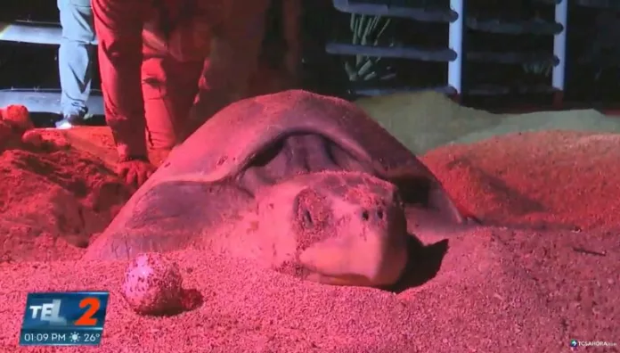 Tortugas marinas y el milagro de la vida que se preserva bajo la arena Cada temporada, la arena de las costas salvadoreñas se convierte en testigo del ciclo de vida de las tortugas marinas.