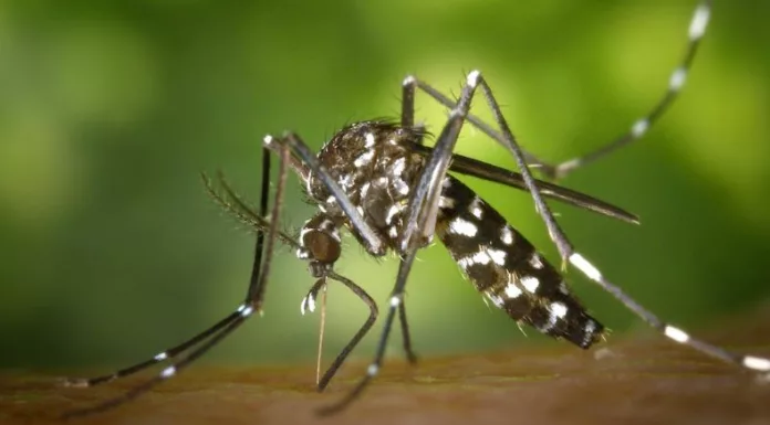 Durante la temporada de lluvias aumentan los criaderos del zancudo Aedes aegypti, transmisor del dengue, lo que genera preocupación en los hogares salvadoreños.
